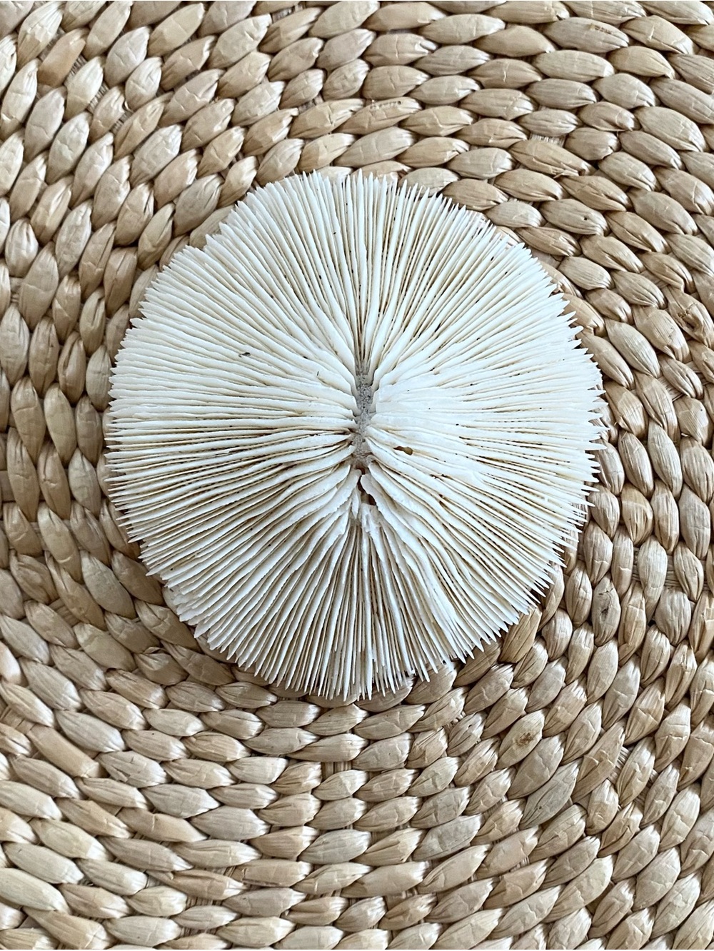 Natural White Fungia Mushroom Authentic Coral Skeleton Specimen Coastal Boho 4”
